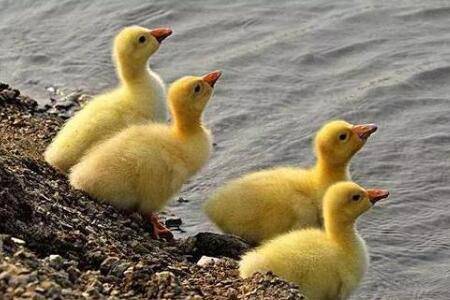 小鸭子多大能下水,小鸭下水温度多少合适_养鸭