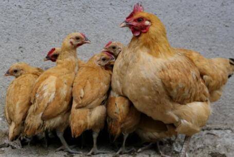 鸡淋雨了要喂药吗?_养鸡