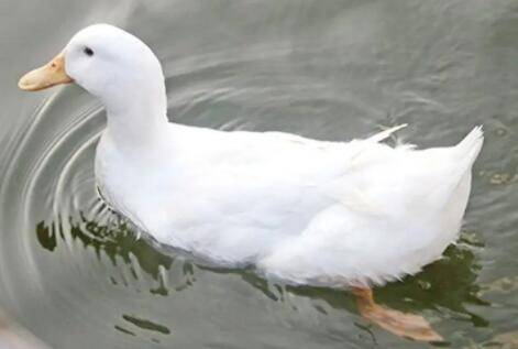 鸭子采食量下降的几种常见原因_养鸭