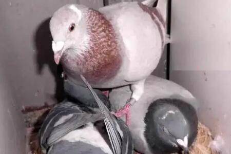 雌鸽不下蛋怎么办_养鸽