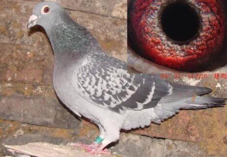 雌鸽下蛋有什么征兆_养鸽