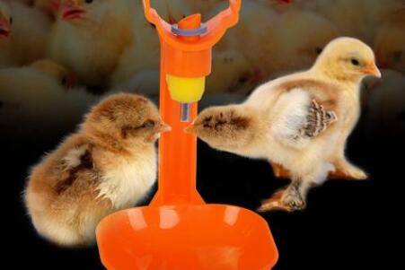 小鸡一天不喝水可以吗_养鸡