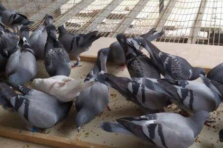 信鸽维生素b12怎么用,信鸽换羽期能不能喂维生素b12_养鸽