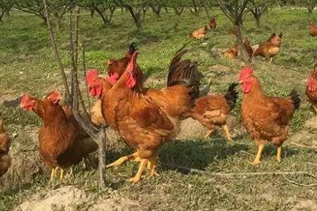 鸡过料严重怎么治疗_养鸡