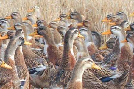 养1000只旱鸭需要多少成本_养鸭