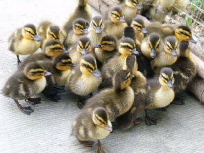 养1000只旱鸭需要多少成本_养鸭