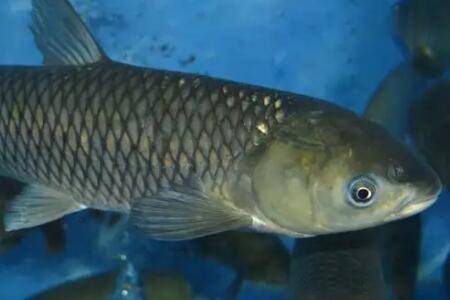 草鱼喂什么饲料长得快,四大饲料配方看一看_养鱼