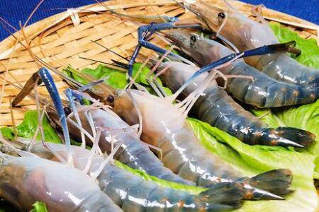 螺丝虾用什么水养殖,淡水还是海水?_养虾