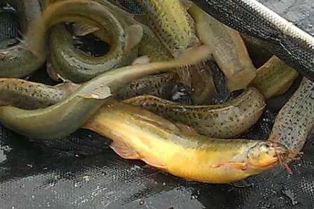 清水中养泥鳅能活多久_养殖问答