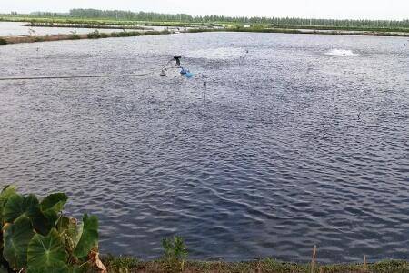 一亩鱼塘投放多少鱼苗_养鱼