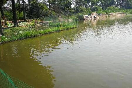 农村鱼塘怎么建造_养鱼