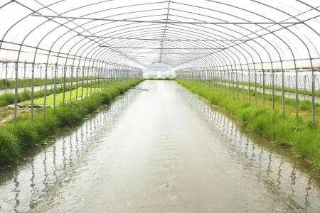 怎么在大棚中养虾?_养虾