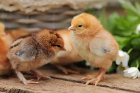 小鸡怕热吗?_养鸡