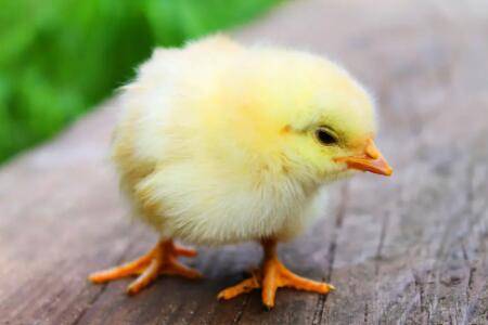 夏天小鸡怎么避暑_养鸡