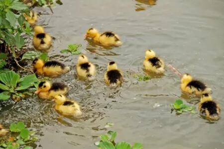 小鸭子怎么养殖,注意如下三点_养鸭