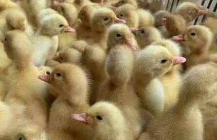 小鸭子怎么养殖,注意如下三点_养鸭