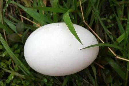 鸭子长到下蛋要多长时间_养鸭