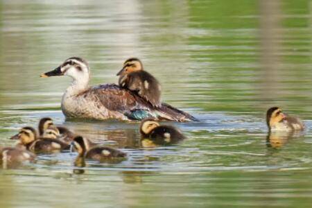 鸭子的寿命是多长时间_养鸭