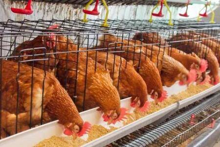 鸡饲料中中药占比多少,可以防治哪些鸡病_养鸡