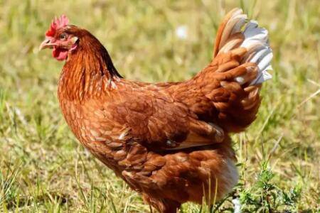 鸡怎么增肥最快最有效,鸡增肥药什么时间吃_养鸡