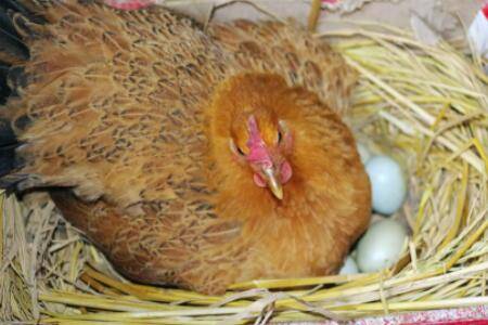 母鸡抱窝怎么醒窝,母鸡醒窝后多长时间生蛋_养鸡