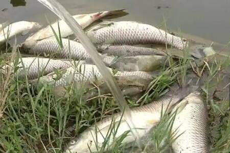 夏天鱼塘死鱼怎么办,用什么药_养鱼