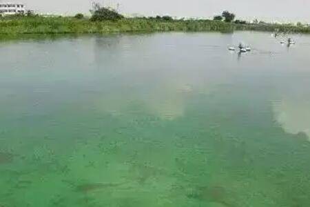 鱼塘绿藻产生原因,鱼塘绿藻的治理办法_养鱼
