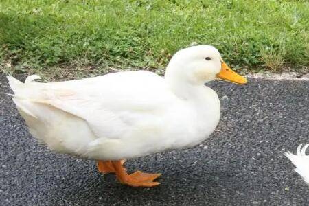 鸭子不吃食有哪些原因_养鸭