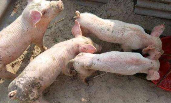 单纯腹泻苗能彻底防控猪腹泻?_养殖问答