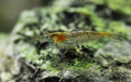 黑壳虾抱卵后多久孵化出来_养虾