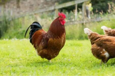 鸡呆立缩头闭眼怎么办_养鸡