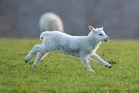 小羊羔没精神发呆什么原因_养羊