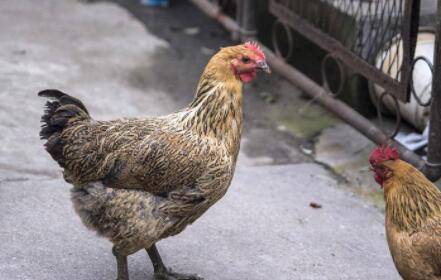 养鸡脱毛用什么药物治疗_养鸡