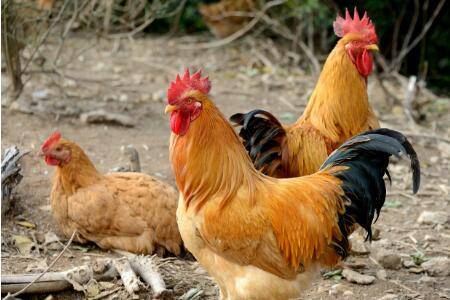 鸡最怕什么颜色_养鸡