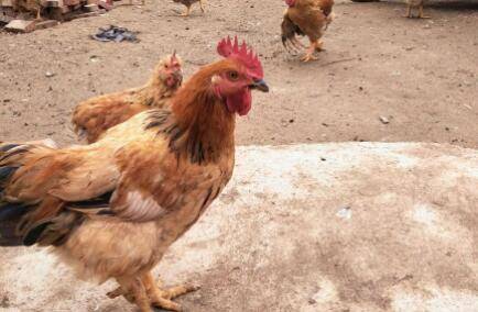 882鸡是什么鸡_养鸡