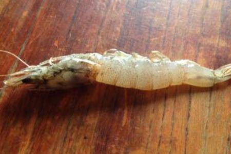 死虾发白是什么原因_养虾