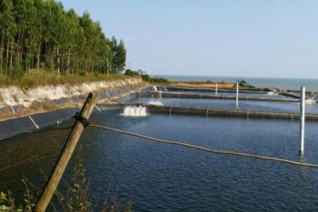 虾池虫子太多怎么办_养虾