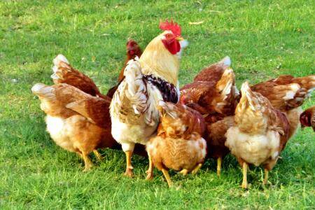 鸡突然死了什么原因_养鸡