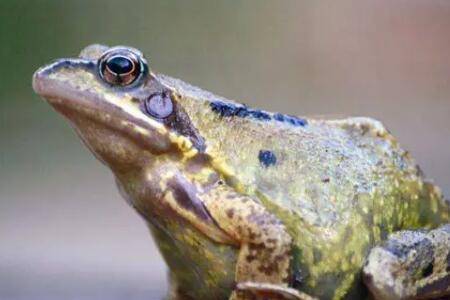 牛蛙吃什么东西_养蛙