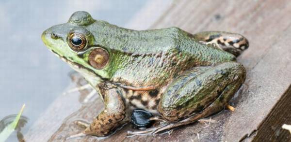 牛蛙养几个月出栏_养蛙