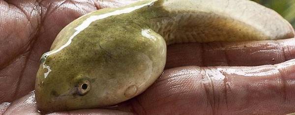 牛蛙吃什么东西_养蛙