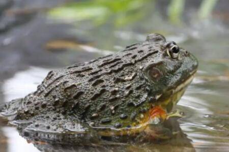 牛蛙养几个月出栏_养蛙