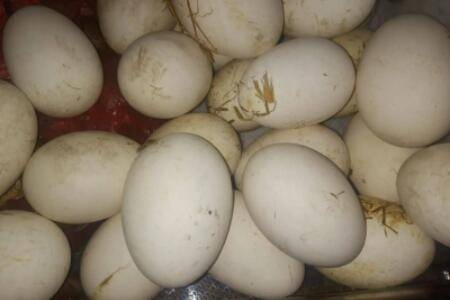 怎么人工孵化鹅蛋_养鹅