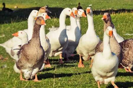 鹅吃泥巴什么原因_养鹅