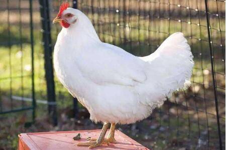白羽鸡养多少天能出栏_养鸡