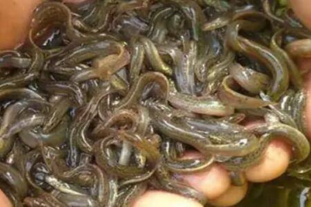 ����������ֳ����1����������ͶιҪ��_��ֳ�ʴ�