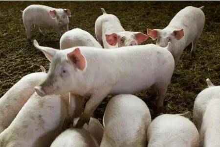 仔猪不同日龄的防疫程序表_养猪