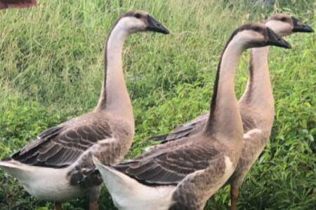 怎么从外表看鹅的年龄_养鹅