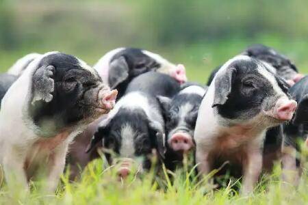 猪的正常体温是多少度?_养猪