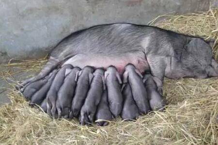 猪下崽有什么表现_养猪